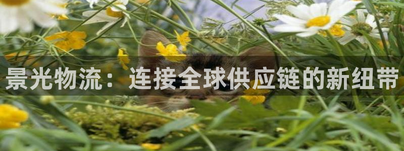 豪门国际口：景光物流：连接全球供应链